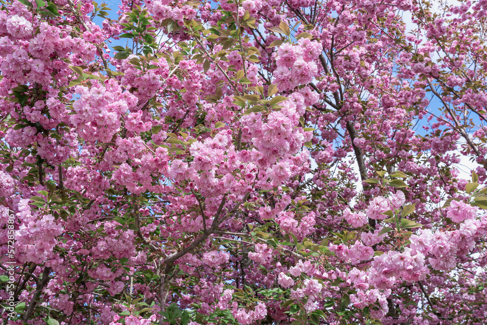 The crown of a Redbuds tree with beautiful rose red buds as a natural backdrop. Wonderful flowers in May in New England