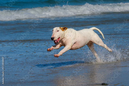 Bull terrier dog running through the waves on the beach 