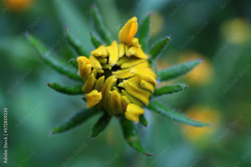 Rudbekia dwubarwna Rudbeckia hirta Rudbekia dwubarwna Rudbeckia hirta