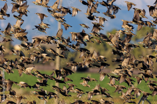 Starlings. The acrobats of the air.