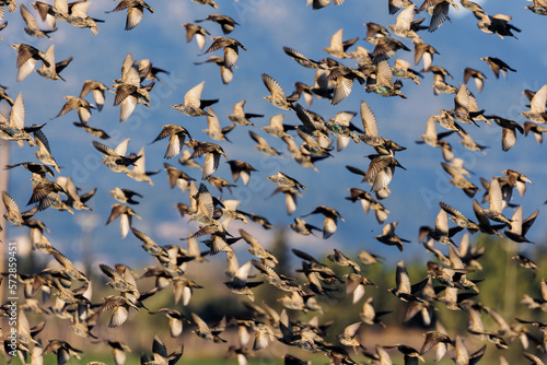 Starlings. The acrobats of the air.