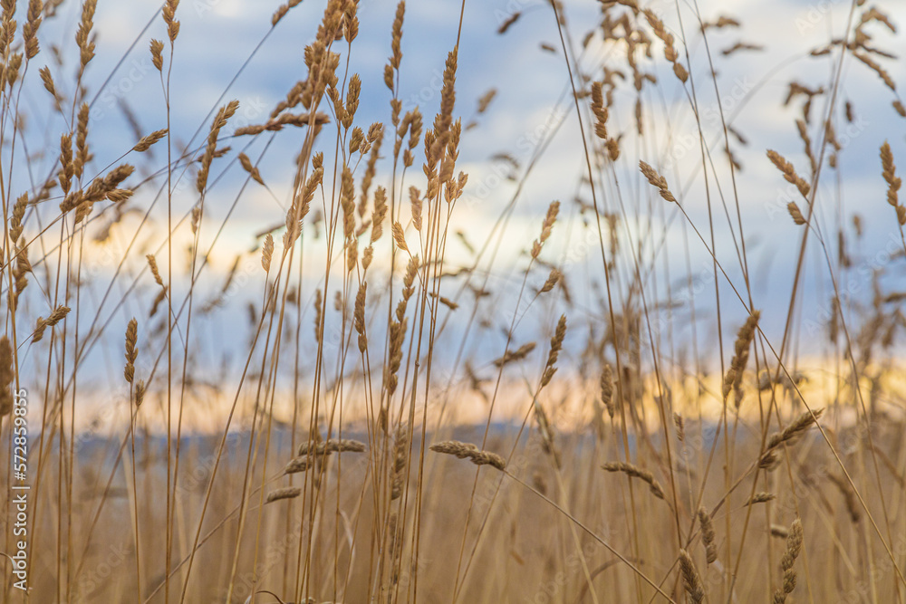 Fototapeta Grass at sunrise