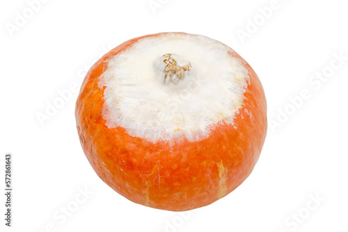 Moldy spoiled pumpkin, isolated on a white background photo