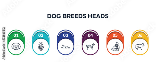 dog breeds heads outline icons with infographic template. thin line icons such as dog puppy, madagascan, border collie, dalmatian, null, shetland sheepdog vector.