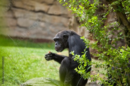 Older chimpanzee holding something in his hand and looking into the distance, green leaves in the foreground.