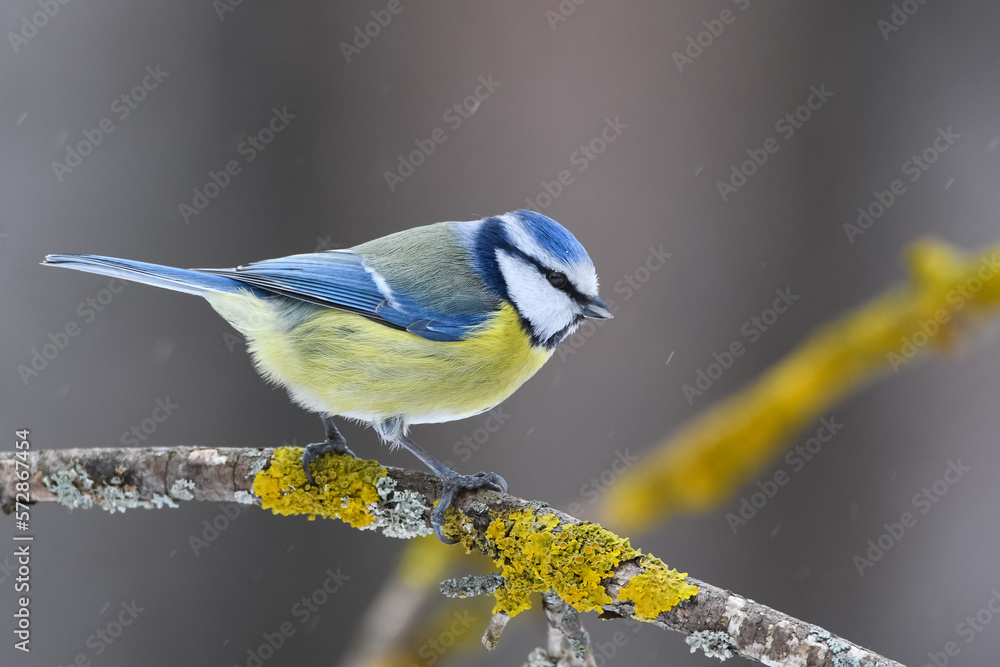 Obraz premium Blue syn lazorevka