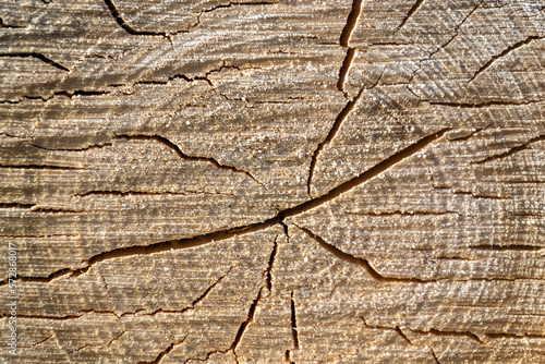 the texture of a sawn tree