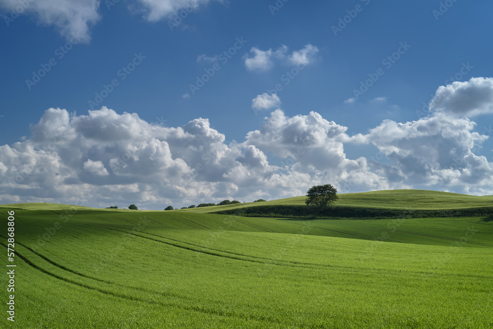 LANDSCAPE - Sunny weather over a spring field