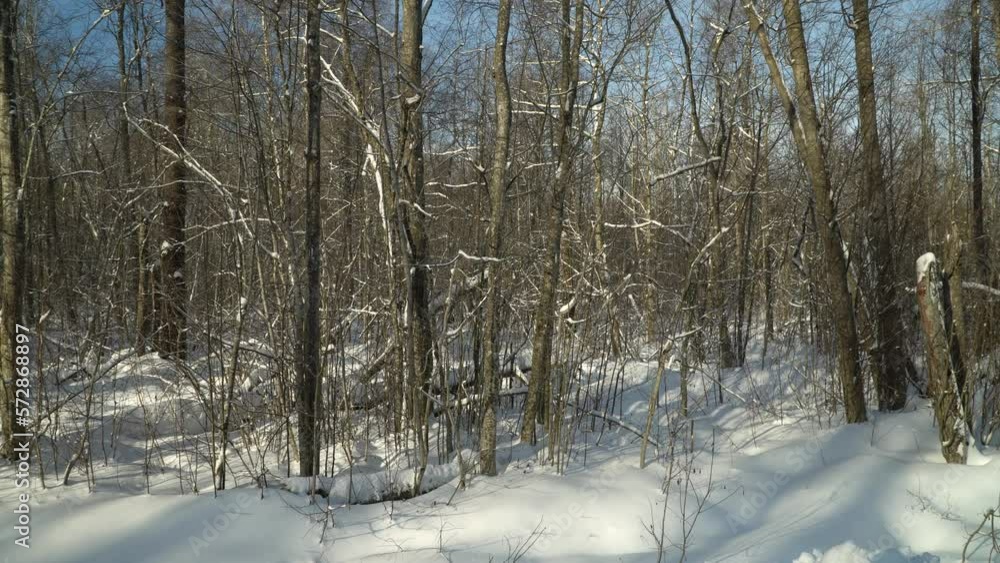 Winter landscape. Snow-white winter and snow-covered forest. Winter landscape. Snow-white winter and snow-covered forest.