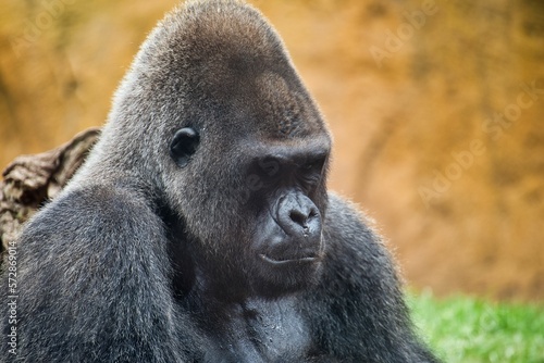 Portrait close-up of gorilla looking thoughtful, diffuse background.