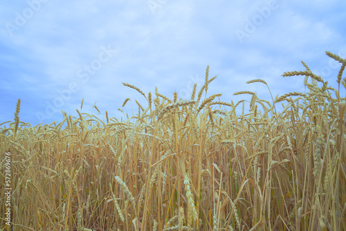 a field of ripe yellow wheat against a blue sky