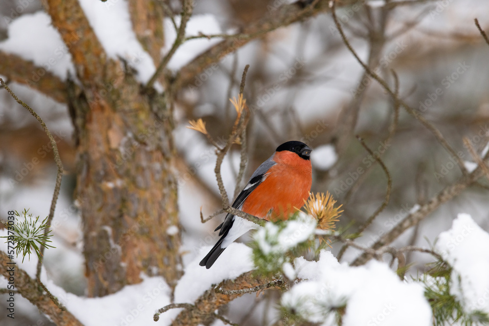Bird (bullfinch) on a pine tree with snow Bird (bullfinch) on a pine tree with snow