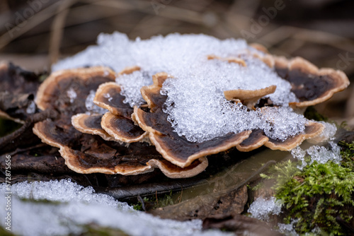 Turkey tail mushroom on a tree trunk. Trametes versicolor medicinal helthcare plant covered with snow winter photo