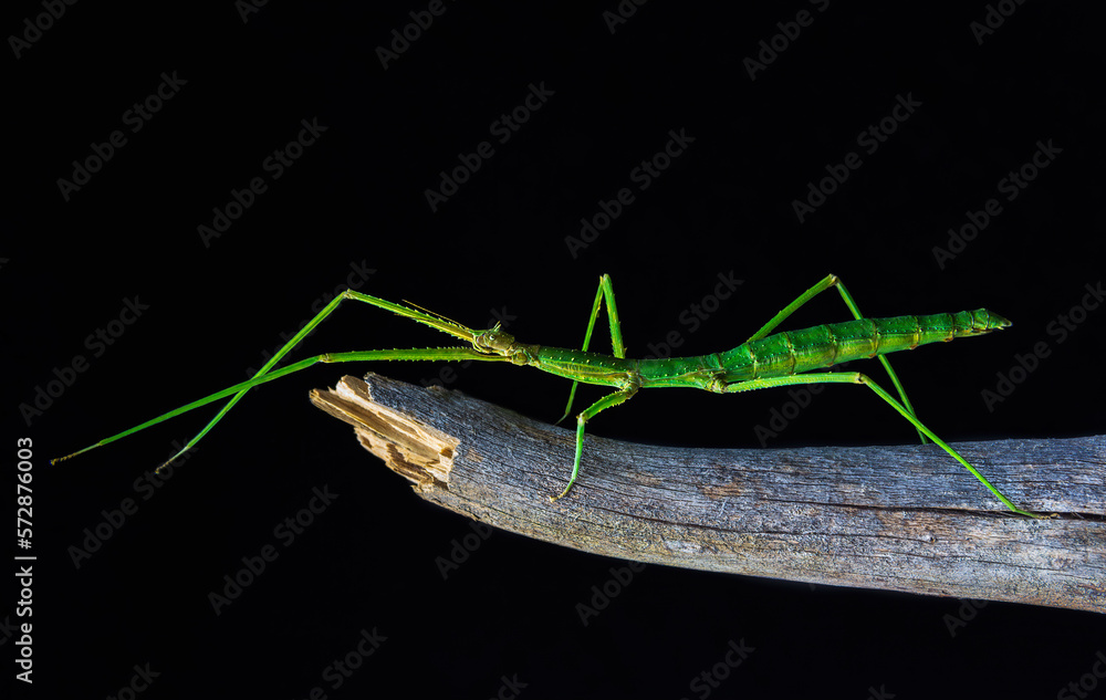 Green walking stick, stick bug, phobaeticus serratipes standing on tree branch with black background. Macro animal, nature background Green walking stick, stick bug, phobaeticus serratipes standing on tree branch with black background. Macro animal, nature background