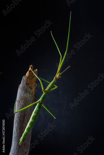 Wallpaper Mural Green walking stick, stick bug, phobaeticus serratipes standing on tree branch with black background. Macro animal, nature background Torontodigital.ca