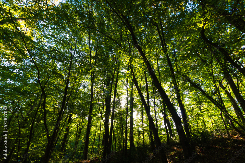 Silhouette of trees in the lush forest. Carbon net zero concept photo Silhouette of trees in the lush forest. Carbon net zero concept photo
