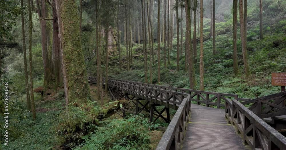 Beautiful walking trail along with pine trees in forest at Alishan national forest recreation area of taiwan Beautiful walking trail along with pine trees in forest at Alishan national forest recreation area of taiwan