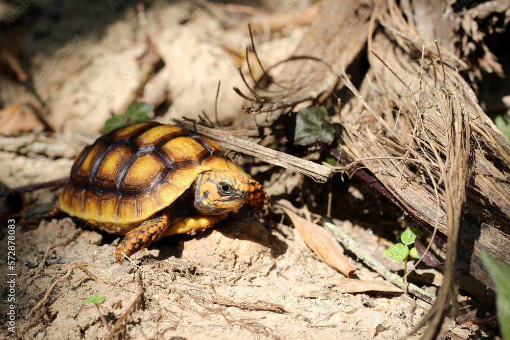 Obraz premium Cute small baby Red-foot Tortoise in the nature,The red-footed tortoise (Chelonoidis carbonarius) is a species of tortoise from northern South America