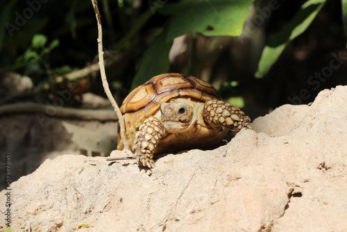 African Sulcata Tortoise Natural Habitat Close up African spurred tortoise resting in the garden  Slow life  Africa spurred tortoise sunbathe on ground with his protective shell  Beautiful Tortoise