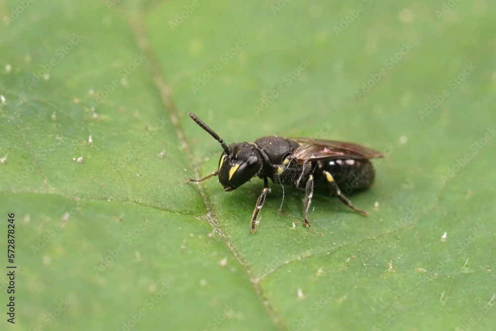 Closeup on a female White jawed yellow face bee, Hylaeus communis, sitting on a green leaf Closeup on a female White jawed yellow face bee, Hylaeus communis, sitting on a green leaf