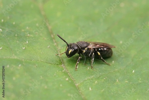 Closeup on a female White jawed yellow face bee, Hylaeus communis, sitting on a green leaf photo