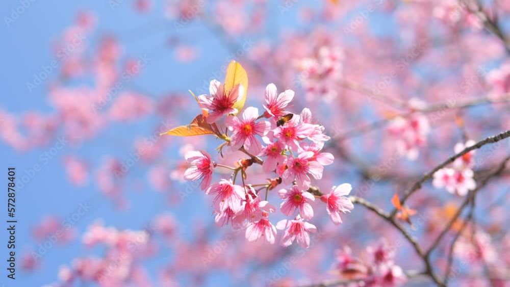 Bee Collects Pollen on Japanese Sakura Cherry Blossom Trees Blooming White and Pink Flowers Natural Cinematic 4K Slowmotion Footage.