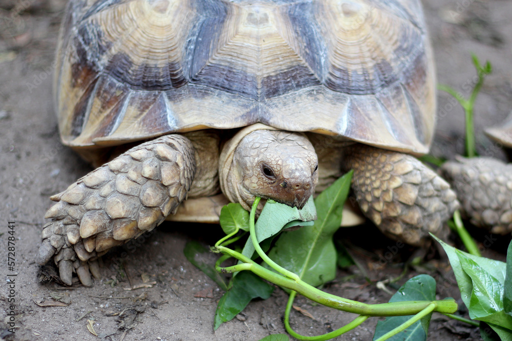 African Sulcata Tortoise Natural Habitat,Close up African spurred tortoise resting in the garden, Slow life ,Africa spurred tortoise sunbathe on ground with his protective shell ,Beautiful Tortoise African Sulcata Tortoise Natural Habitat,Close up African spurred tortoise resting in the garden, Slow life ,Africa spurred tortoise sunbathe on ground with his protective shell ,Beautiful Tortoise