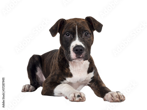 Young brindle with white American Staffordshire Terrier dog  layign down facing front  looking at camera with dark eyes and innocent face. Isolated cutout on transparent background.