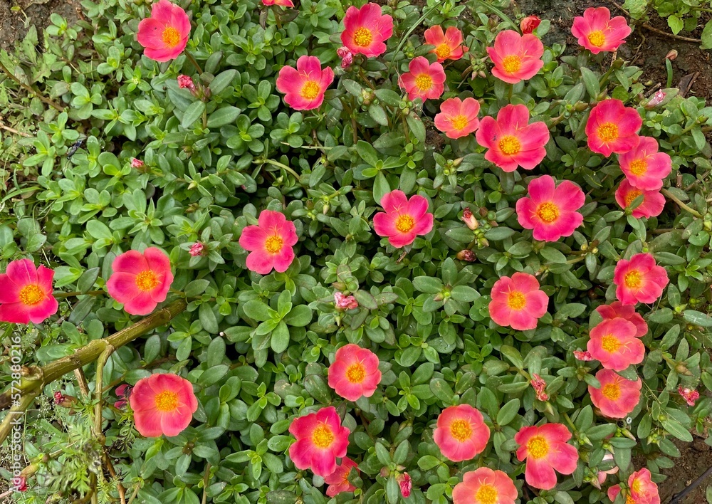 selected focus Moss-rose purslane or Portulaca grandiflora plants with pink flowers