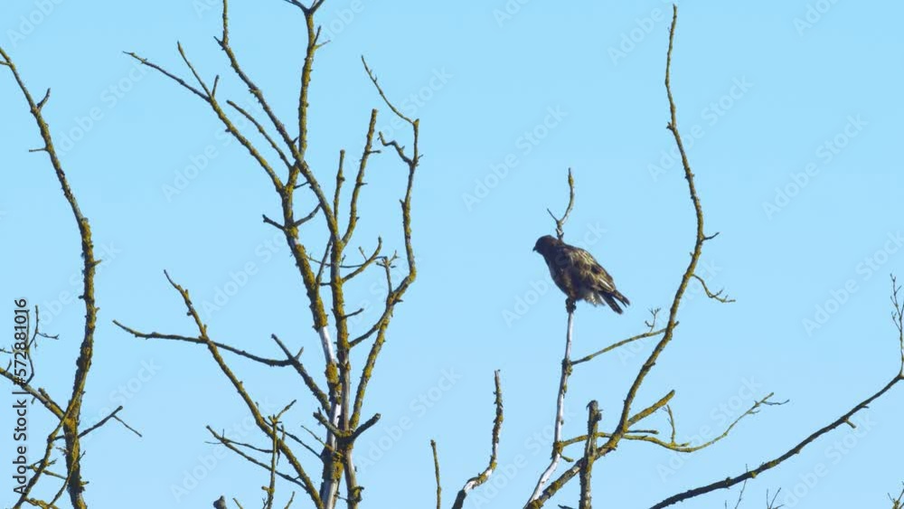 Common buzzard (Buteo Buteo) sitting on the tree and watching for a catch, fly away, sunny day, distant medium shot Common buzzard (Buteo Buteo) sitting on the tree and watching for a catch, fly away, sunny day, distant medium shot