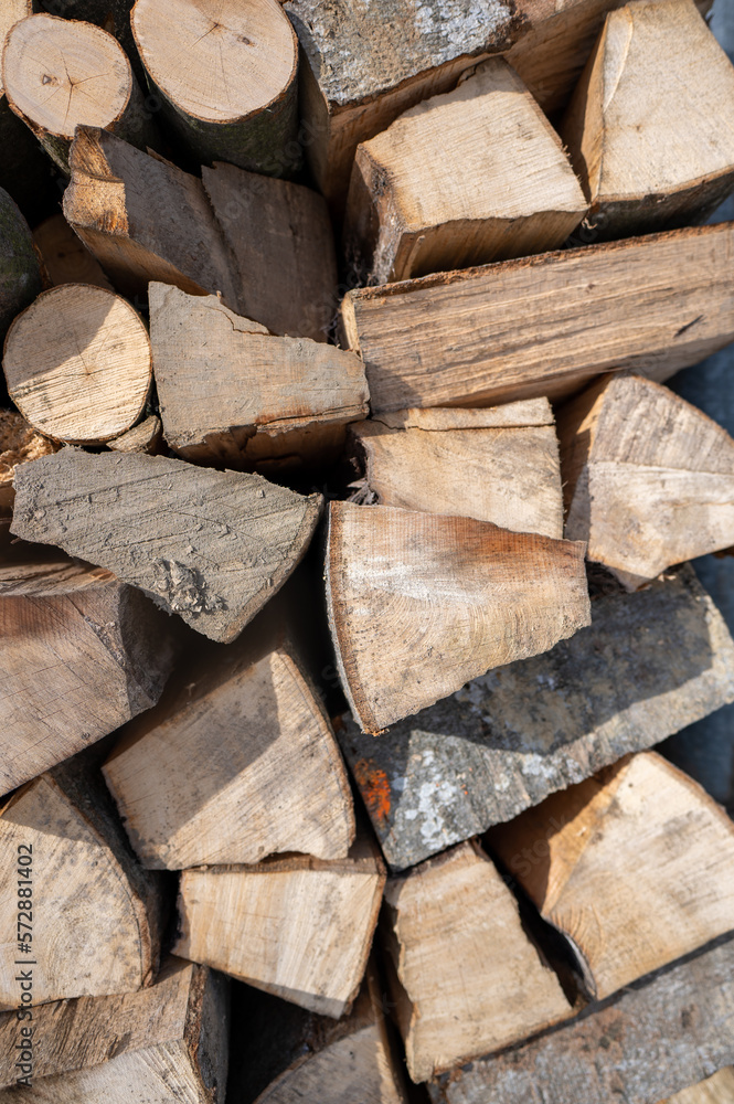 Fagus sylvatica, the European beech, Firewood folded to dry in the yard. Fagus sylvatica, the European beech, Firewood folded to dry in the yard.