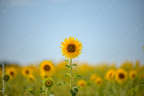 Tournesol