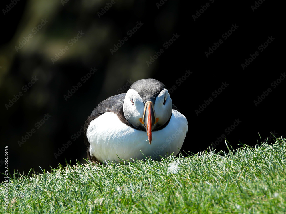 Close up shot of a sitting atlantic puffin.