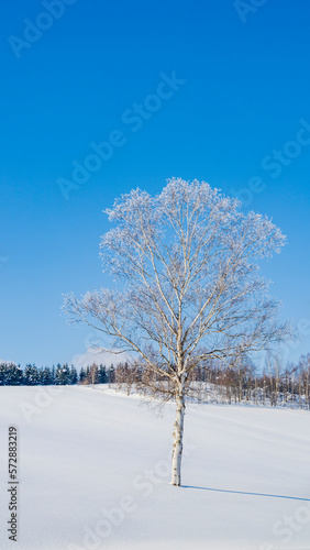 霧氷した白樺の木 冬 北海道 縦構図