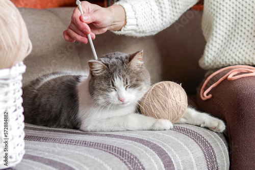 A woman with knitting needles in her hands is stroking her domestic cat.