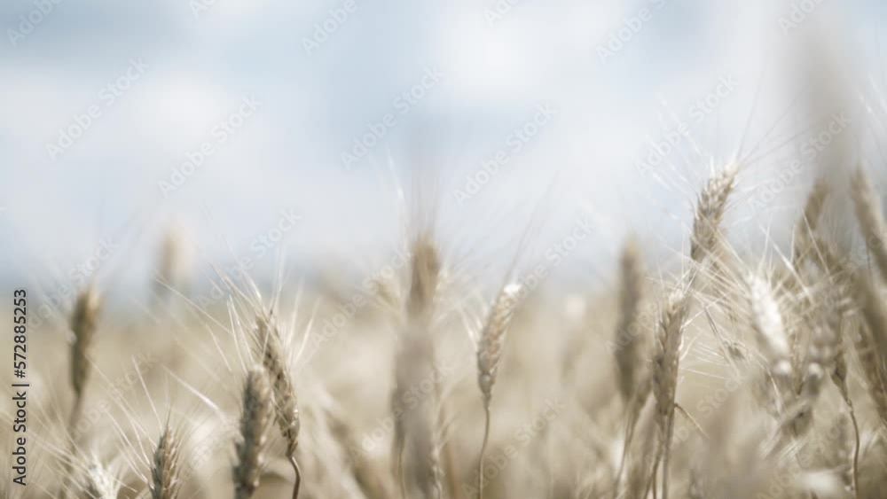 golden barley under the blue sky before the harvest in Ukraine golden barley under the blue sky before the harvest in Ukraine