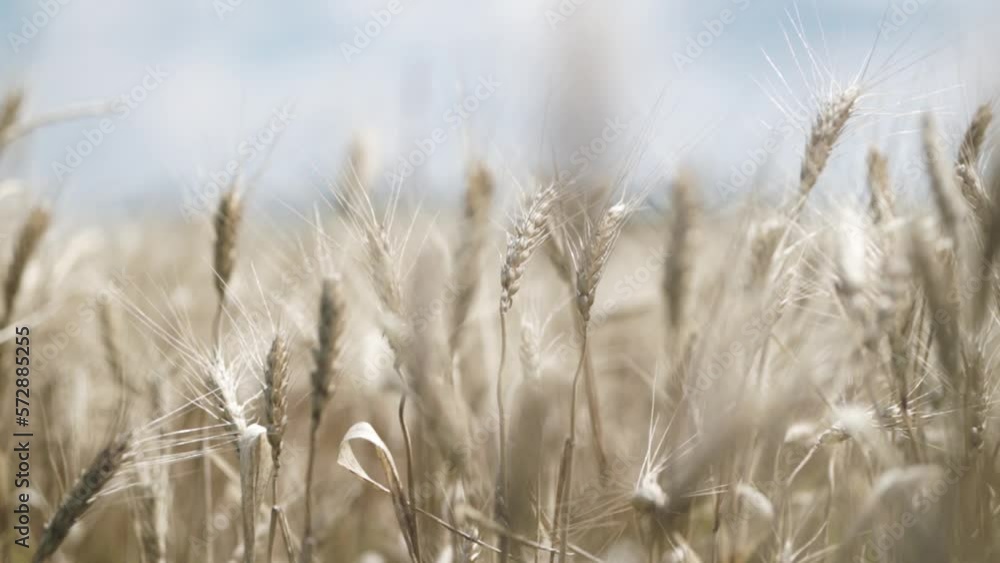 golden barley under the blue sky before the harvest in Ukraine golden barley under the blue sky before the harvest in Ukraine