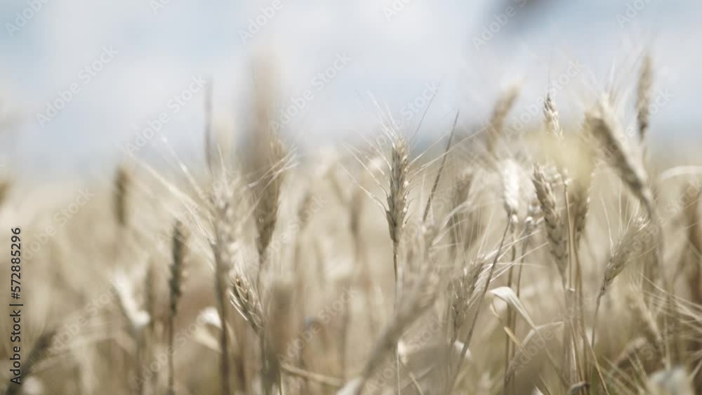 golden barley under the blue sky before the harvest in Ukraine golden barley under the blue sky before the harvest in Ukraine