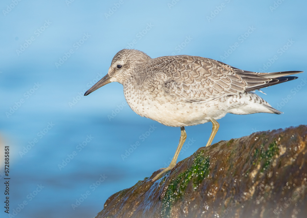 Red Knot - on the autumn migration way at a seashore Red Knot - on the autumn migration way at a seashore