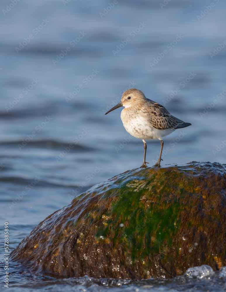 Dunlin - young bird at a seashore on the autumn migration way Dunlin - young bird at a seashore on the autumn migration way