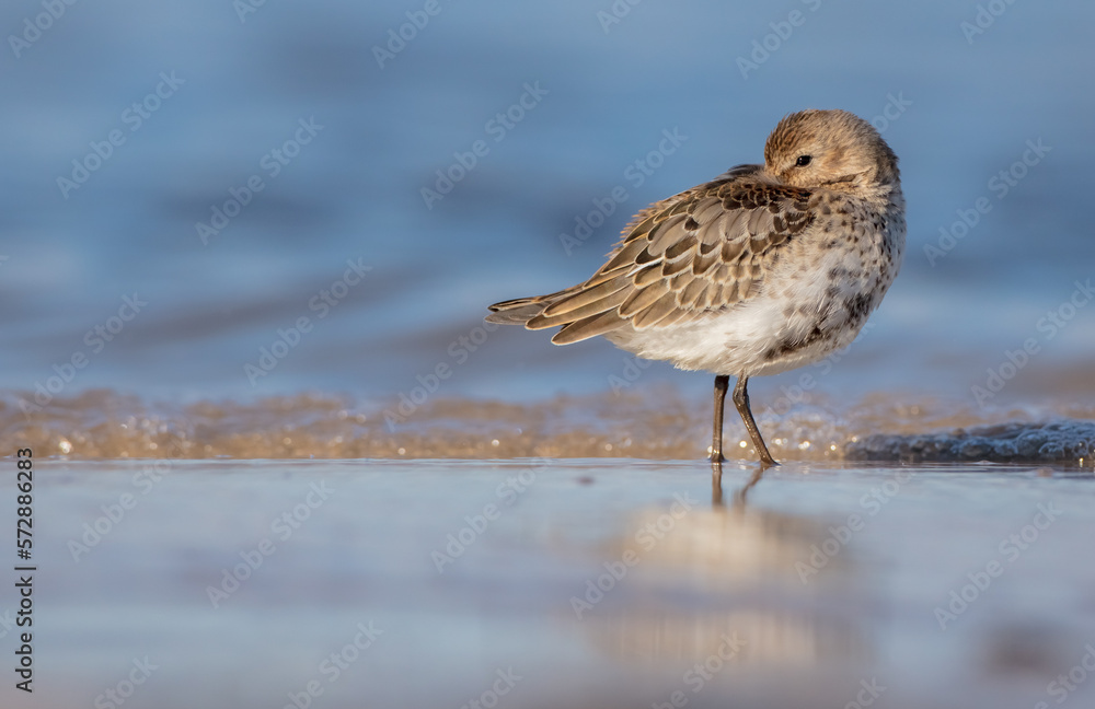 Dunlin - young bird at a seashore on the autumn migration way Dunlin - young bird at a seashore on the autumn migration way
