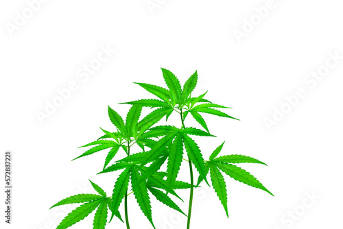 Cannabis plant PNG transparent