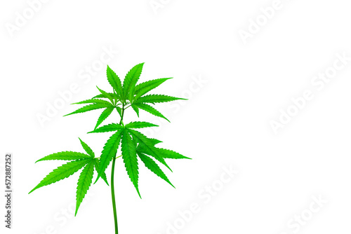 Cannabis plant PNG transparent