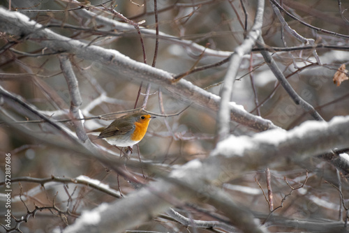 Photo of a wild robin bird in winter