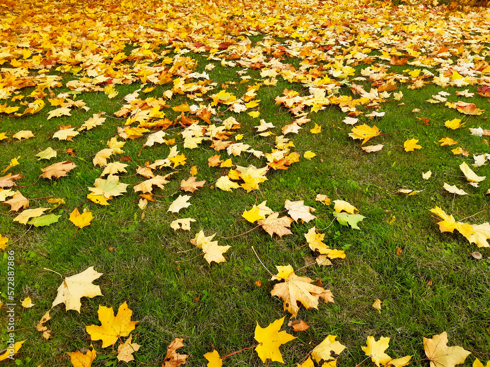 Obraz premium Brown and Yellow Maple Leaves on the Grass. Brown and yellow maple leaves fell under the trees and piled up on the grassy ground when the autumn season started in Finland.