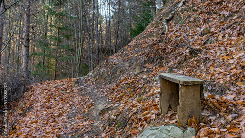 old bench in the forest