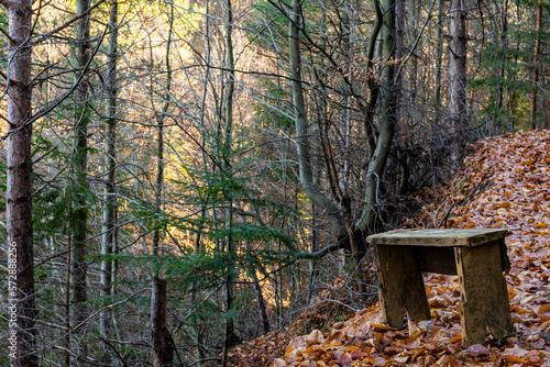 autumn in the woods