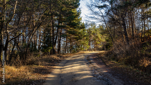 path in the woods