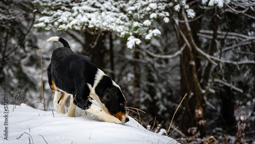 Dog in the forest