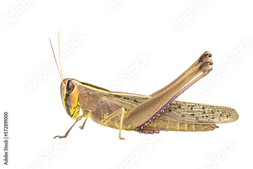 Fotografering Full body of Brown Meadow grasshopper , mantis on transparent background, PNG Fi